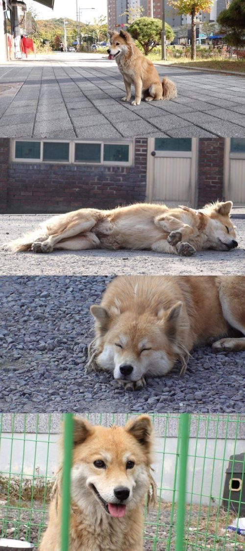 ‘동물농장’ 매일 아침 같은 시간 버스정류장에 나타나는 의문의 견공, 그 사연은?