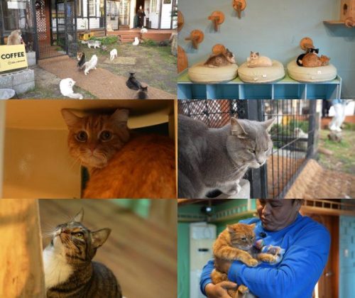 [고양이를 부탁해] 제주 120마리 고양이들을 부탁해