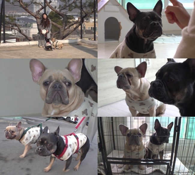 TV 동물농장 1268회 이웅종, 15년 만의 복귀… 파괴왕 불독 ‘톰·제리’ 솔루션