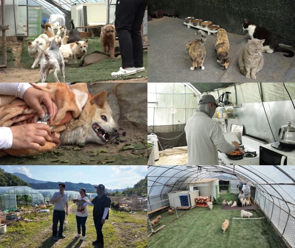 세상에 나쁜 개는 없다 422화 산골 부부와 41마리 대가족
