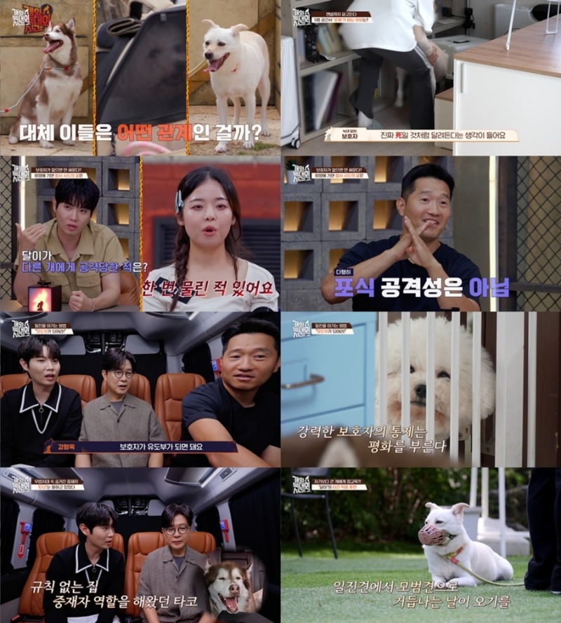 개와 늑대의 시간2 37회 강형욱의 ‘유도부’ 훈련으로 달라진 달이의 공격성