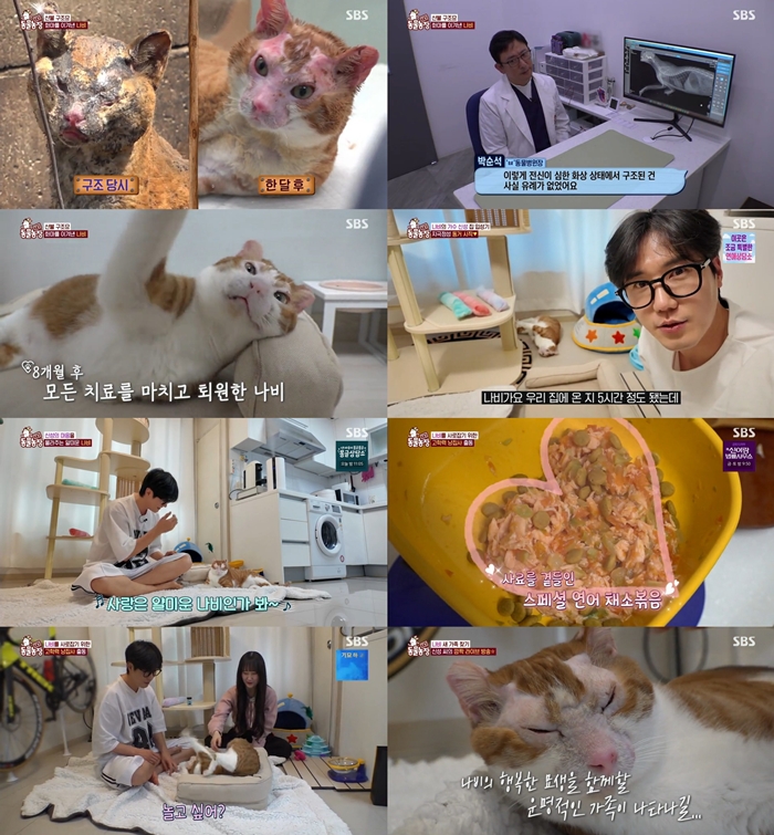 TV 동물농장 1263회 신성, 산불 구조묘 나비 향한 따뜻한 임시 보호